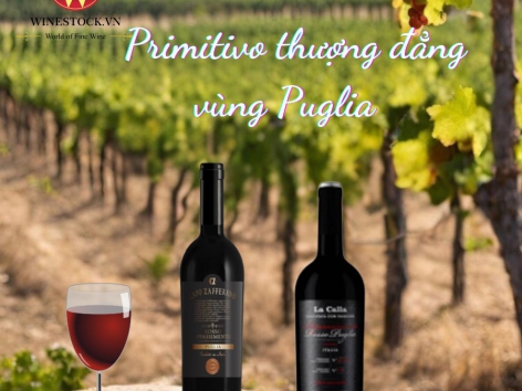 Winestock- Giống nho Primitivo cho những chai Vang tuyệt hảo