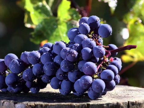Giống nho Cabernet Sauvignon