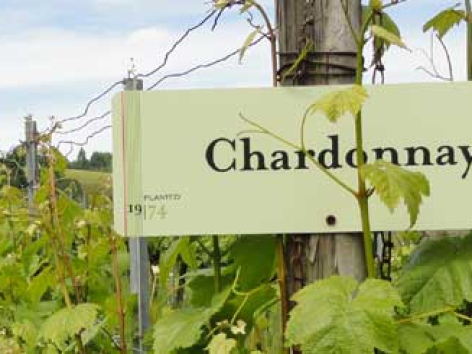 Giống nho Chardonnay