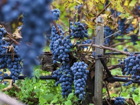 Giống nho Merlot