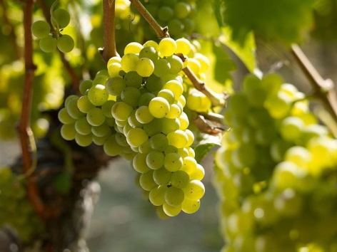 Giống nho Sauvignon blanc